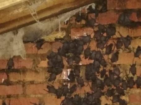 Bat Exclusion Consultation for Residential Properties - EcoSolutions - Shop Now | South Africa