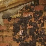 Bat Exclusion Consultation for Residential Properties - EcoSolutions - Shop Now | South Africa