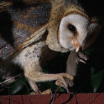 Barn Owl Box - EcoSolutions - Shop Now | South Africa