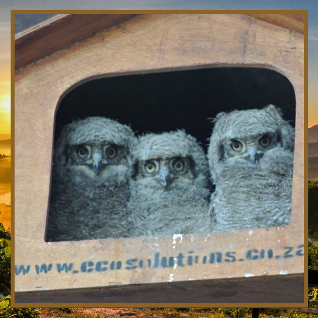 Annual Owl Box Service