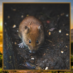 Rodent Control Consultation