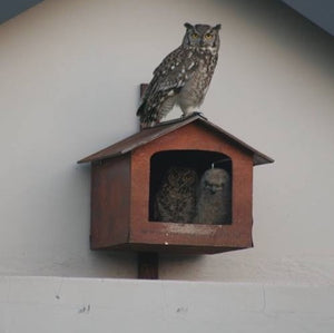 Annual Owl Box Service