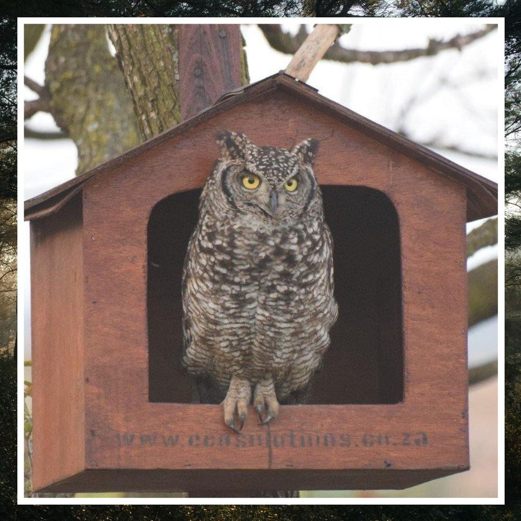 Spotted Eagle Owl Box