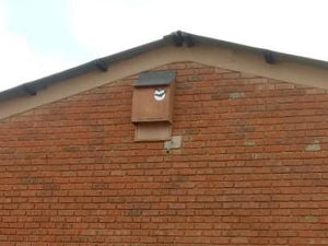 Bats in Your Roof? - EcoSolutions - Shop Now | South Africa