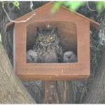 Spotted Eagle Owl Box - EcoSolutions - Shop Now | South Africa