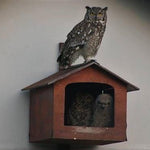 Spotted Eagle Owl Box - EcoSolutions - Shop Now | South Africa