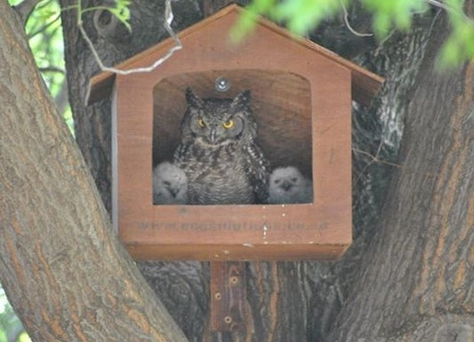 Spotted Eagle Owl Box