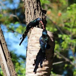 Barbet Nesting Logs - EcoSolutions - Shop Now | South Africa
