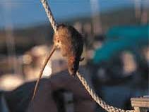Control Rodents at Home - EcoSolutions - Shop Now | South Africa